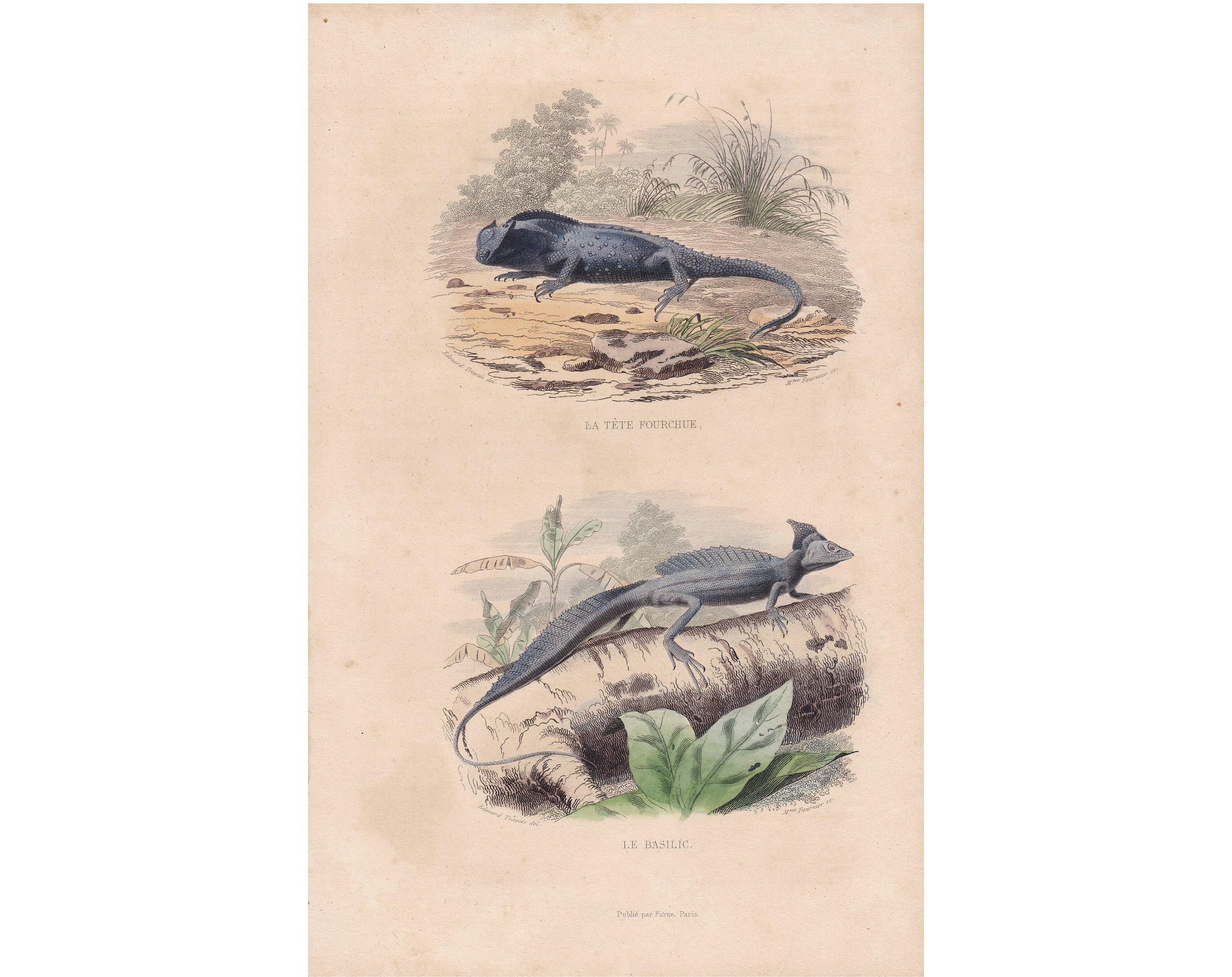 1839 Rare Antique Forked Head Lizard Jesus Christ Reptile Original Print Engraving Hand Colored Comte de Lacepede L'Histoire Naturelle