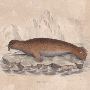 May include: A brown and white walrus with large tusks is lying on a piece of ice in the ocean. The walrus is surrounded by icebergs in the background. The image is titled "LE MORSE".