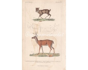 May include: An antique print of two deer, one with antlers and one without. The print is from the Animal Kingdom series and is labelled "Mammalia Pl. 24".