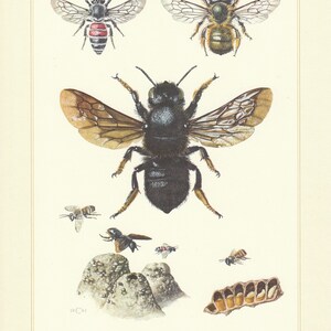 May include: A detailed illustration of various bees, including a large black bee with brown wings, a smaller bee with black and yellow stripes, and a red and black bee. The illustration also includes a honeycomb and several bee nests.