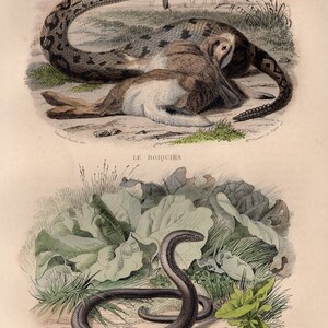 1839 Rara Serpiente de cascabel antigua Gusano lento Serpiente Serpiente Reptil Impresión original Grabado Coloreado a mano Comte de Lacepede L'Histoire Naturelle imagen 2