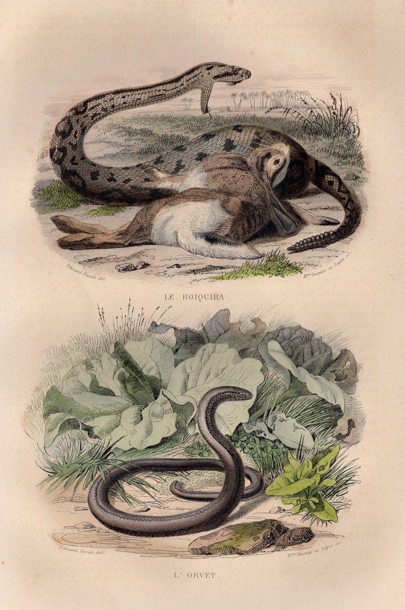 1839 Rara Serpiente de cascabel antigua Gusano lento Serpiente Serpiente Reptil Impresión original Grabado Coloreado a mano Comte de Lacepede L'Histoire Naturelle imagen 2