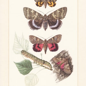 May include: A vintage illustration of four moths, including a caterpillar, on a white background. The moths are brown, black, and white with red and orange accents. The caterpillar is green and brown. The illustration is labeled "Noctuidae (IV)".