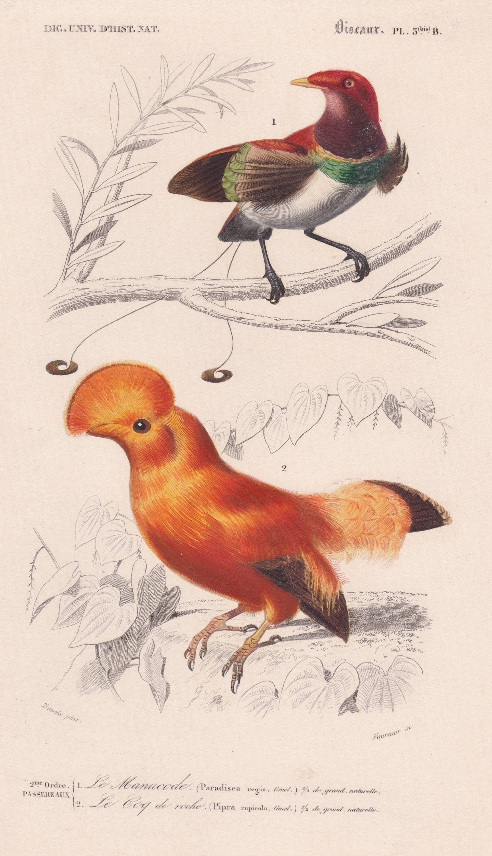 Antique Original Bird of Paradise Manucode Manakin Bird Exotic - Etsy UK Antique Original Bird of Paradise Manucode Manakin Bird Exotic - Etsy UK