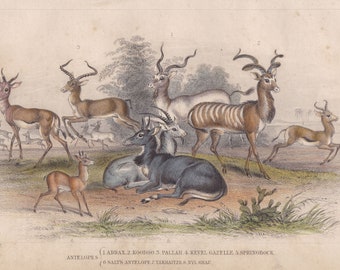 May include: A vintage print showcasing several antelope species, such as Addax, Koodoo, and Gazelle. The illustration highlights the animals' distinctive features, including their horns and markings, set against a backdrop of a natural environment. The species are labelled.