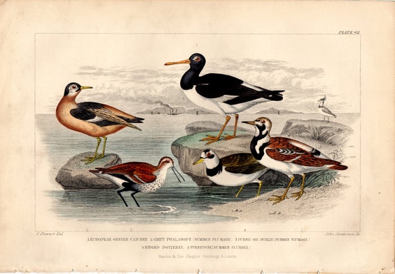 アンティークの海鳥の版画：1873年 オリバー・ゴールドスミス作 銅版画