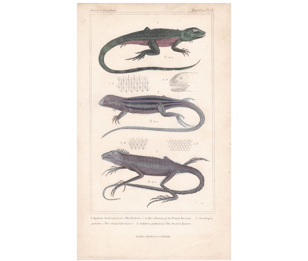 1837 Antique Original Engraving Antique Lizard Reptile Print the Animal ...