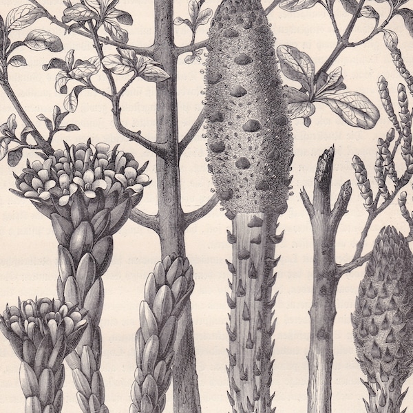 1896 Original Antique Root Fungus Plants Mushrooms Parasitic Original Print Engraving From German Planzenleben Brehm BPLT
