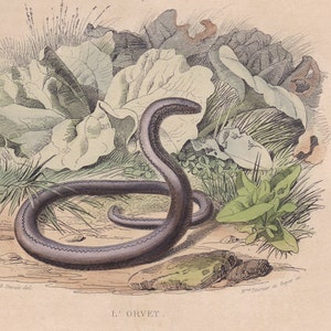 1839 Rara Serpiente de cascabel antigua Gusano lento Serpiente Serpiente Reptil Impresión original Grabado Coloreado a mano Comte de Lacepede L'Histoire Naturelle imagen 7