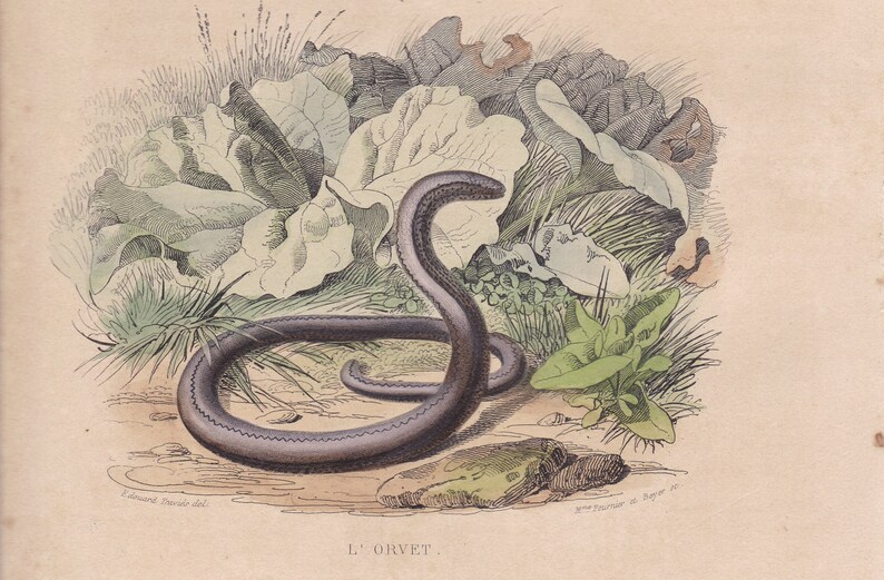 1839 Rara Serpiente de cascabel antigua Gusano lento Serpiente Serpiente Reptil Impresión original Grabado Coloreado a mano Comte de Lacepede L'Histoire Naturelle imagen 7