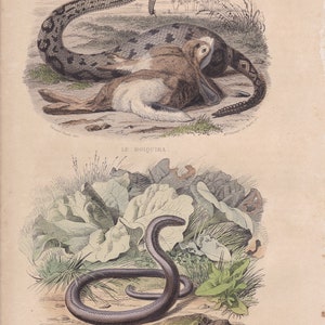 1839 Rara Serpiente de cascabel antigua Gusano lento Serpiente Serpiente Reptil Impresión original Grabado Coloreado a mano Comte de Lacepede L'Histoire Naturelle imagen 5