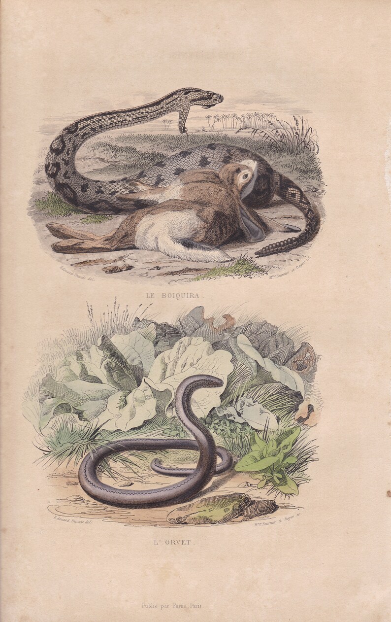 1839 Rara Serpiente de cascabel antigua Gusano lento Serpiente Serpiente Reptil Impresión original Grabado Coloreado a mano Comte de Lacepede L'Histoire Naturelle imagen 5