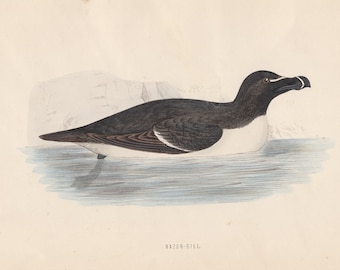 Impressão cromolitográfica antiga original Razor Bil Rev F Morris A History of British Birds Volume VI Sea Bird c1800s