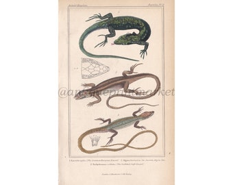 Rare Antique Original Lizards Reptiles Swift European Print 1834 George Baron Cuvier Animal Kingdom Lithograph Engraving Art CUV2