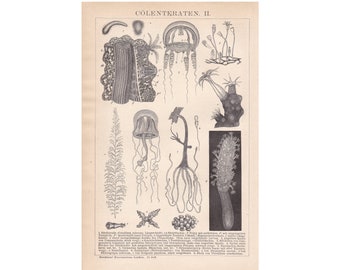 Antique 1892 Coelenterata Jellyfish Sea Anemones   German Chromolithograph Lithograph Print Brockhaus Konversations-Lexikon