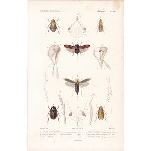 Op de afbeelding: Een vintage entomologische prent met gedetailleerde illustraties van verschillende insecten. De prent toont een verscheidenheid aan kevers in tinten bruin, geel en zwart, met ingewikkelde details en wetenschappelijke annotaties. De titel "Règne Animal" is zichtbaar bovenaan.
