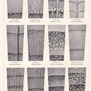 Antique 1901 Microscopic Samples Biology Microscope Blood German Chromolithograph Lithograph Print Meyers Konversations-Lexikon 1901SUPP