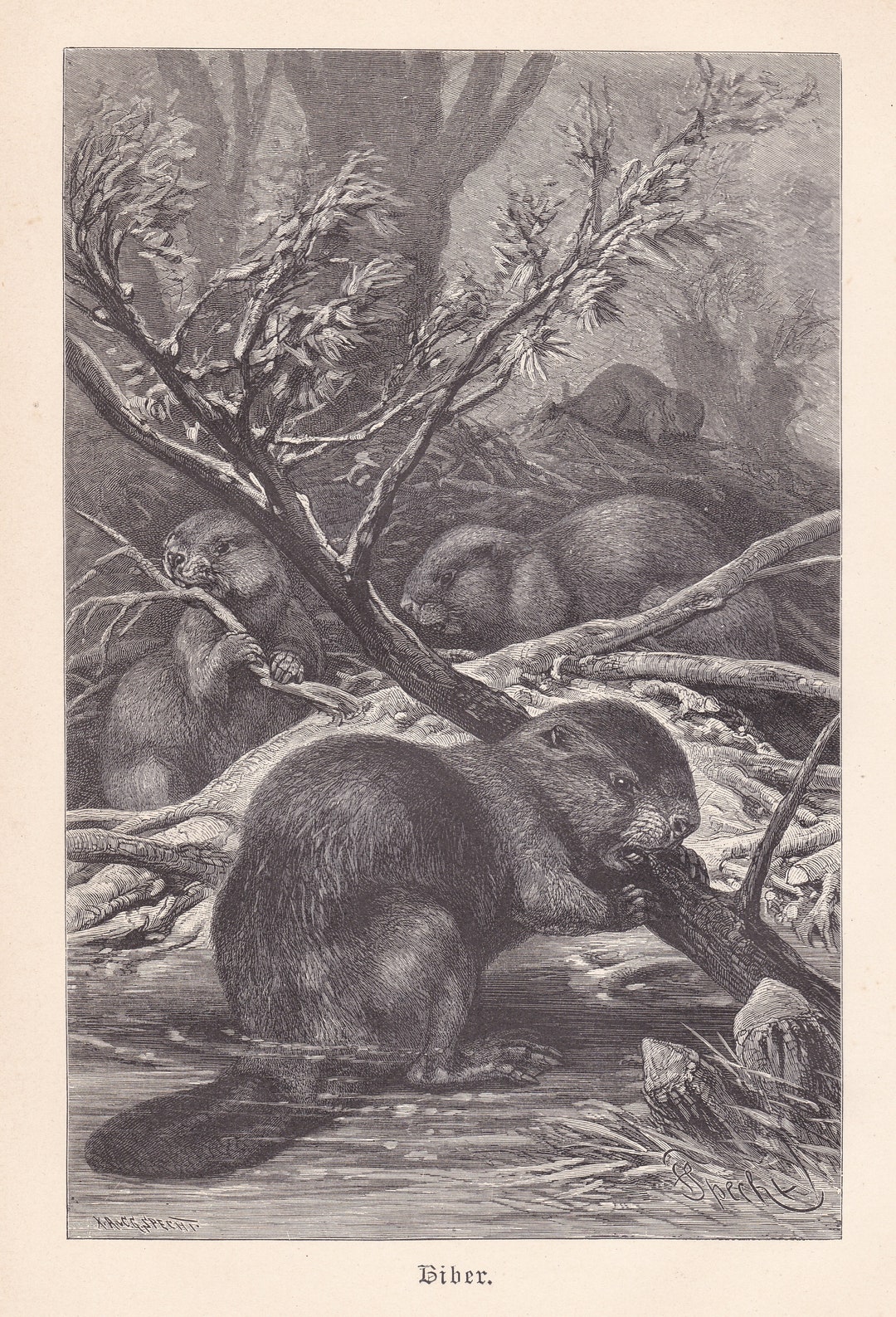 1900 Original Antique Beavers Original Print Engraving From German ...