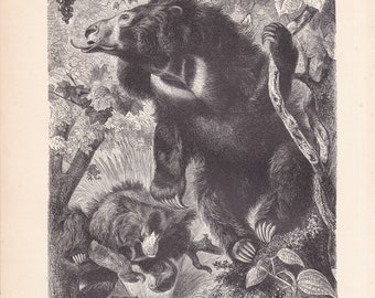 1900 Original Antique Sloth Bear Original Print Engraving From German Tierleben Brehm BBA1