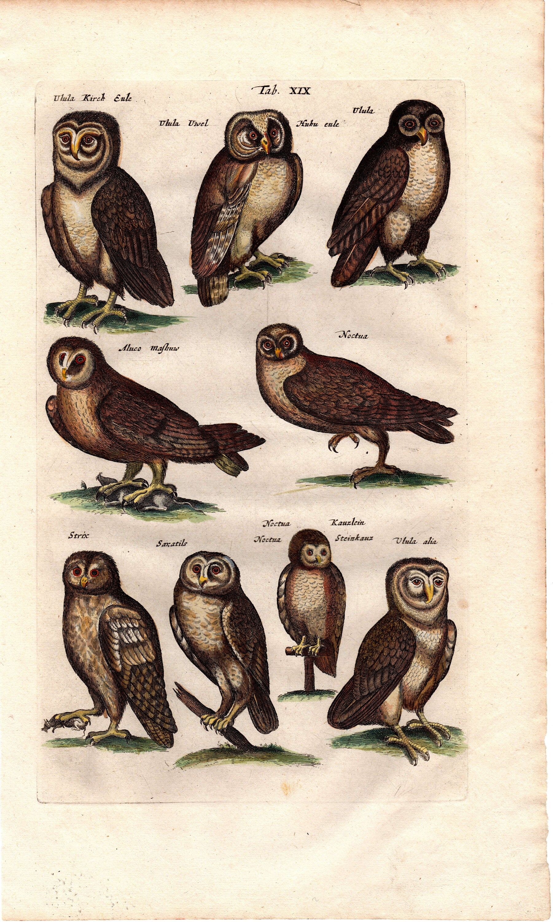 1657年 古代のフクロウ 猛禽類 版画 博物誌 ジョン・ジョンストン 