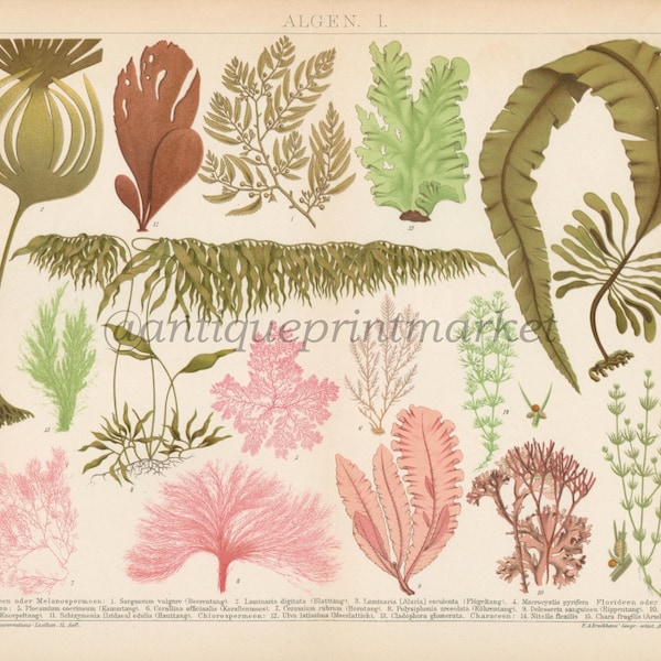 German Botany Book Etsy