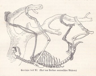 1900 Original Antique Sloth Skeleton Original Print Engraving From German Tierleben Brehm BBA1