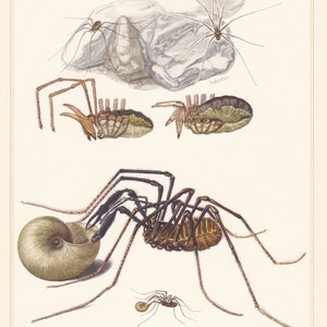 Original Vintage 1961 Spider in Web Insect Pollination Print Insectes d'Europe Wall Display Bettle Cicada Bug Fly Wasp Mason Bee