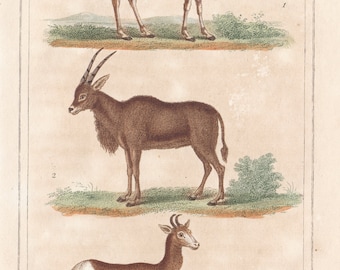 May include: An antique illustration depicting four different types of deer. The first deer is brown with white stripes, the second is brown with long horns, the third is brown and white, and the fourth is a small brown deer. The illustration is labelled with the names of the deer in French: "Le Guit", "Le Canna", "Le Nangner", and "Le Chevrotain".