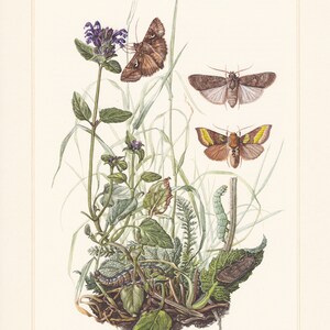May include: A botanical illustration featuring a variety of green plants, including a purple flower, and three moths with brown, white, and yellow markings. The illustration is titled "Noctuidae (1)".