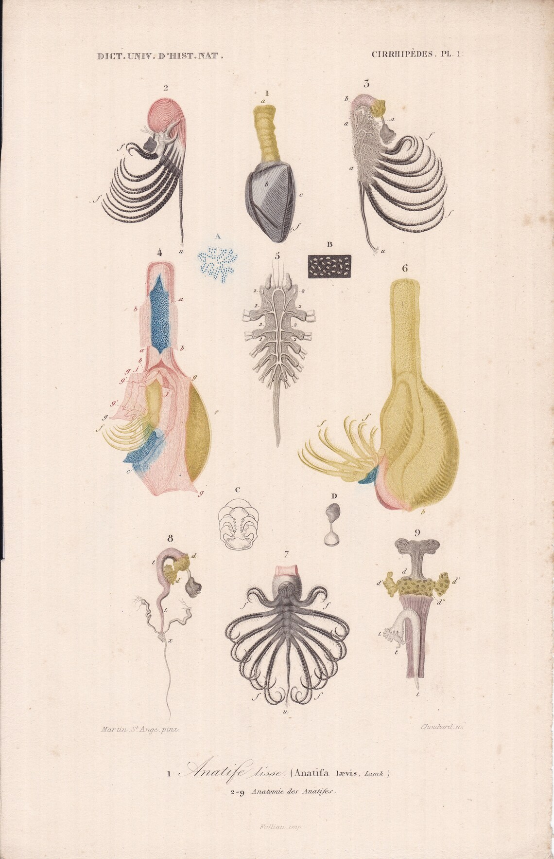 Antique Original Shell Barnacle Anatomy Print Charles D’orbigny ...