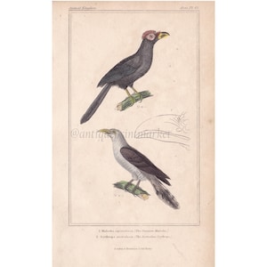 May include: Vintage bird print showing two birds on branches. The top bird is dark with a red head and yellow beak. The bottom bird is white and grey with a yellow beak. The print is on aged paper.