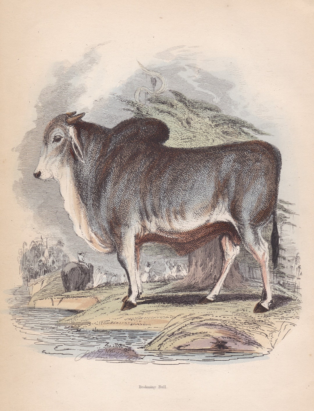 Rare Antique Original Brahmin Bull Cow Cattle 1851 George Baron Cuvier ...