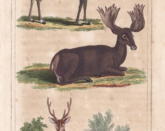 Original Antique Moose Elk Even-Toed Ungulate Species Deer Reindeer  Hand Colored Engraving from Works of Buffon Histoire Naturelle 1825