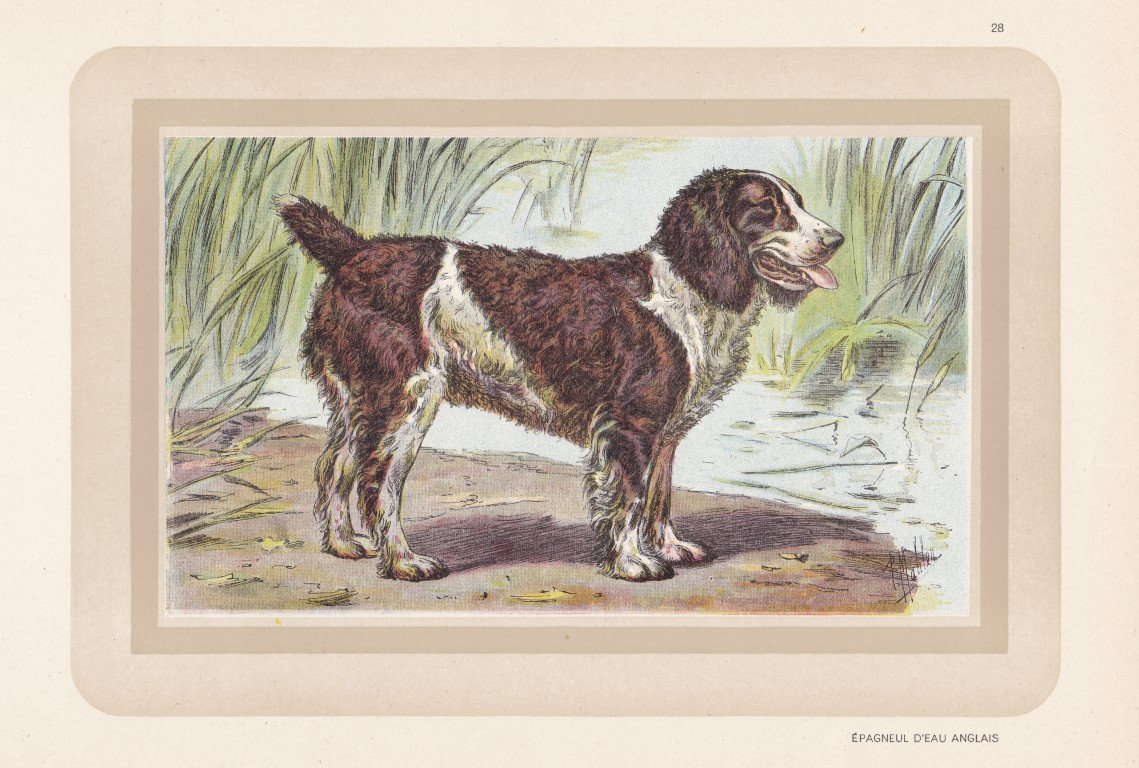 イングリッシュウォータースパニエル　壁掛け　イングランド製　ドマン　Domain il_fullxfull.1807066306_jjbx.jpg