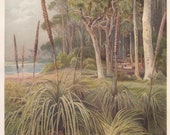 1896 Original Antique Palm Trees on Beach in Australia Gum Tree Original Print Chromolithograph From German Planzenleben BPLT
