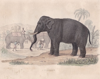 Original Antique Elephant Hand Colored Engraving from Works of Buffon Histoire Naturelle 1840