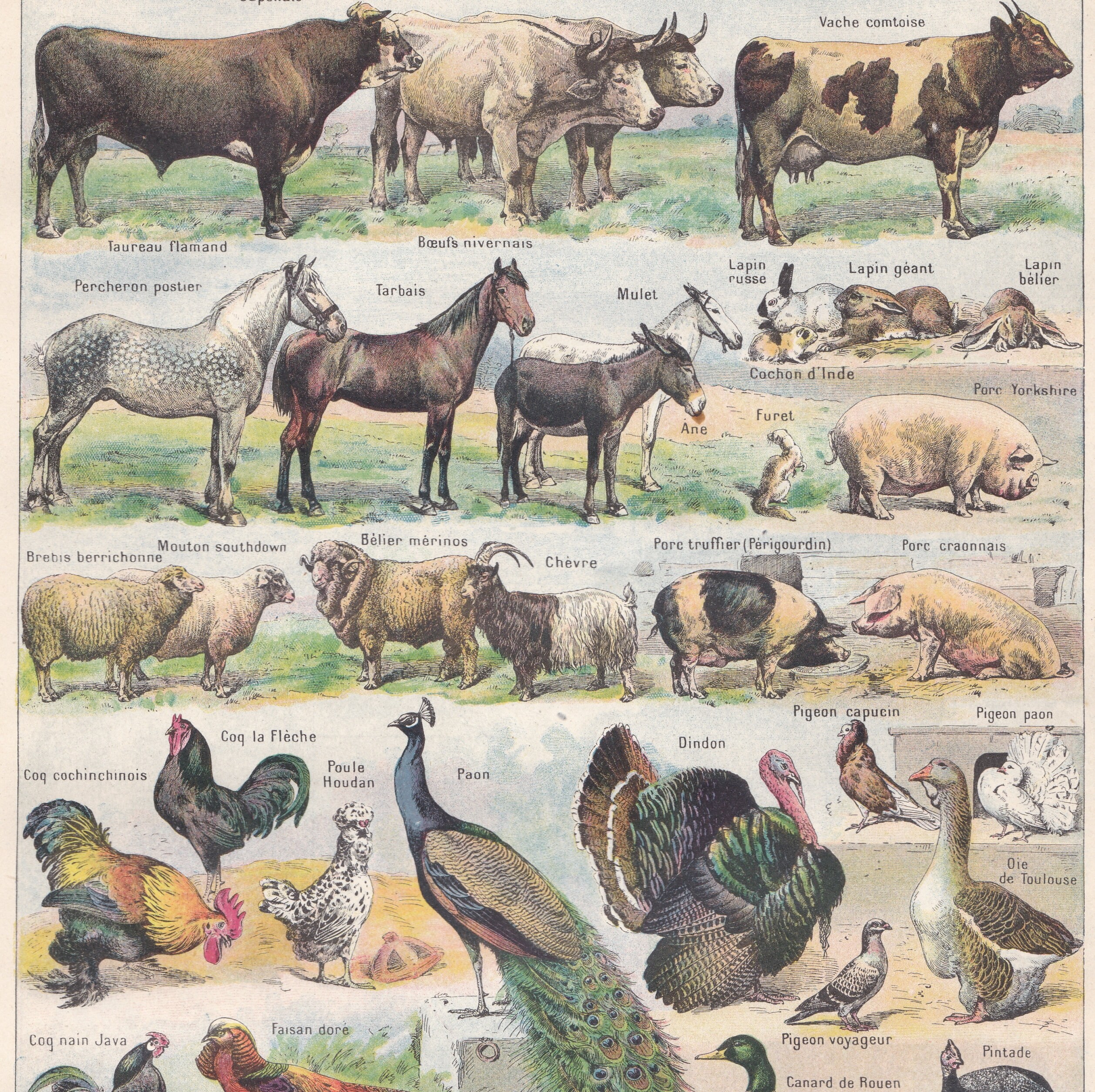 Vintage Original French Domestic Animals Farming Dogs Cats - Etsy Sweden Vintage Original French Domestic Animals Farming Dogs Cats - Etsy Sweden
