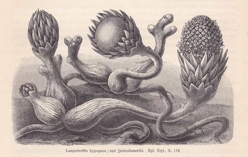 1896 Original Antique Langsdorffia Parasitic Plant Root Fungus Original Print Engraving From Anton Kerner von Marilaun Pflanzenleben BPLT image 1