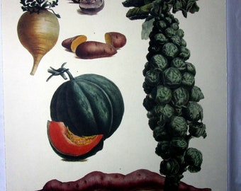 Litografía vintage de alimentos de frutas y verduras Vilmorin Huerto Bellas Artes Edición facsímil de Andrieux Vilmorin's - Le Jardin Potages