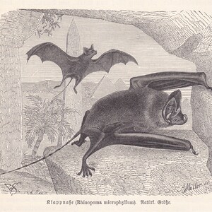 Könnte beinhalten: Eine antike Schwarz-Weiß-Illustration von zwei Fledermäusen, eine im Flug und die andere auf einer felsigen Oberfläche. Die Fledermäuse haben große Ohren und lange Schwänze. Der Hintergrund zeigt Pyramiden und Palmen, mit dem Text "Klappnase (Rhinopoma microphyllum). Natürl. Größe."