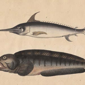 Puede incluir: Una ilustración vintage de dos peces. El pez de arriba es un pez espada gris y negro con un hocico largo y puntiagudo. El pez de abajo es un pez gris oscuro y negro con una boca grande y un cuerpo redondeado.