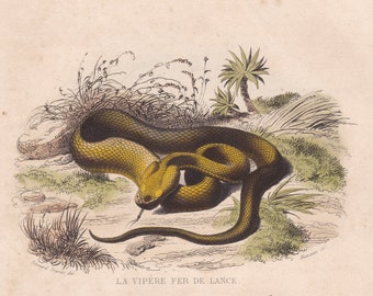 Antique Serpent Print: 1839 Hand-Colored Viper Engraving