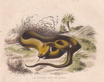 1839 Rare Antique Serpent Pit Viper Snake Reptile Original Print Engraving Hand Colored Comte de Lacepede L'Histoire Naturelle set B