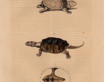 1834 Rare Antique Print Tortoise Turtle Reptile Original Print Engraving Hand Coloured Colored Comte de Lacepede L'Histoire Naturelle