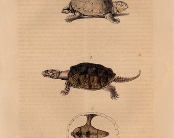 May include: An antique illustration of turtles, featuring three detailed drawings. The top turtle has a light brown shell, the middle one a dark brown shell, and the bottom one shows a turtle's plastron. The text reads "La Ronde", "La Serpentine", and "Plastron de la Serpentine".