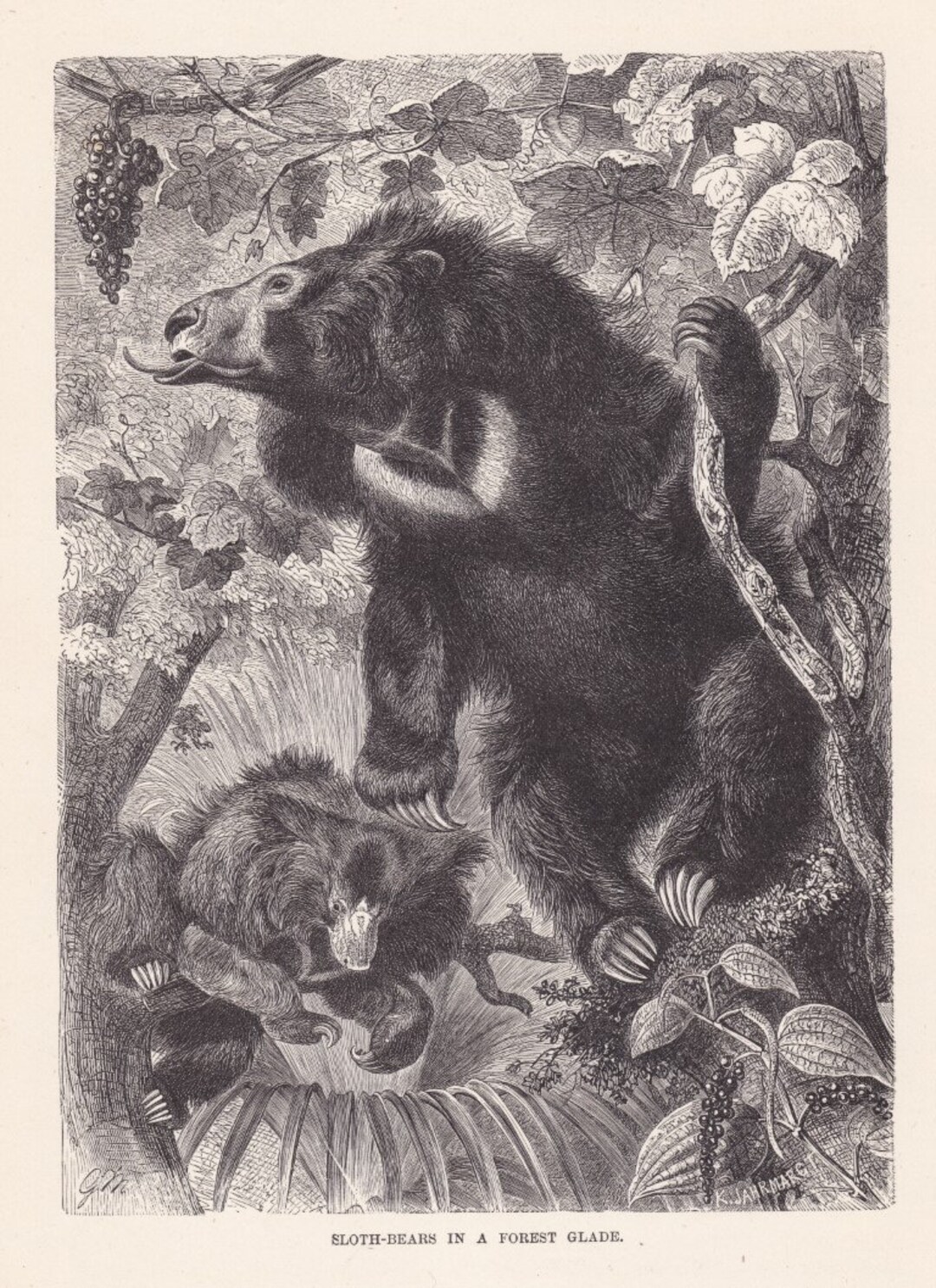 1893 Antique Sloth Bear Original Print Chromolithograph German ...