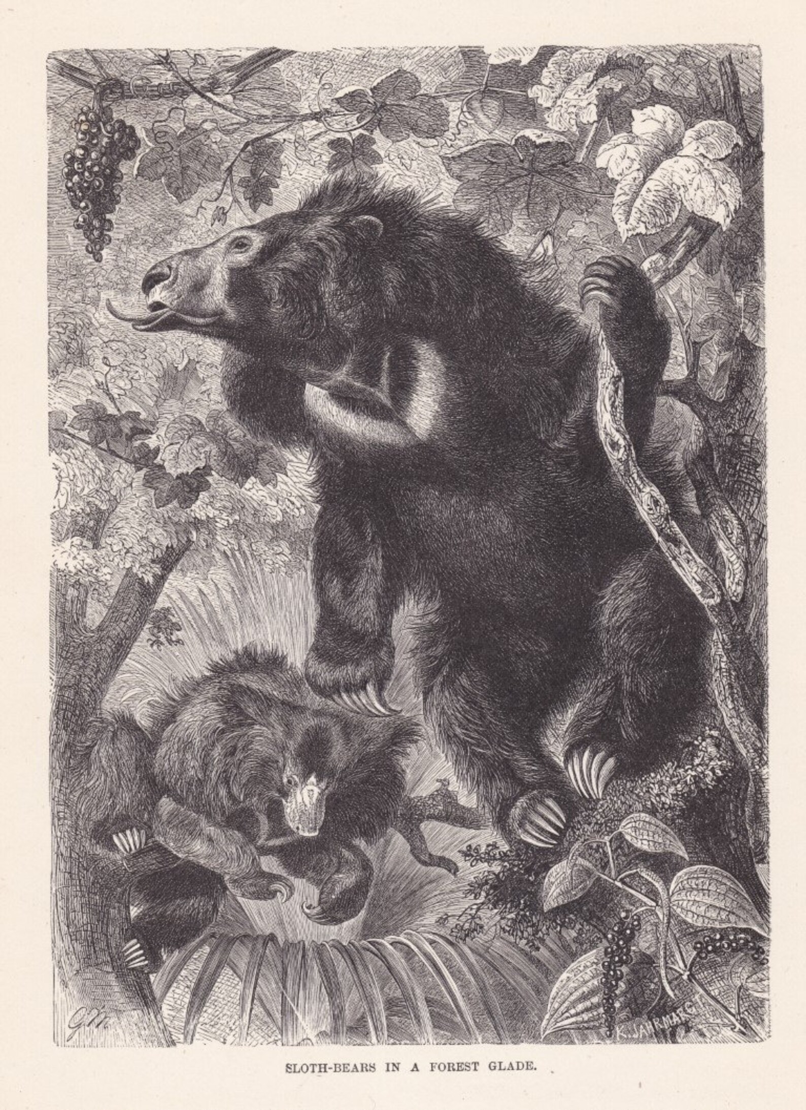 1893 Antique Sloth Bear Original Print Chromolithograph German ...