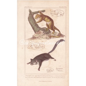 Puede incluir: Una ilustración antigua de dos ardillas voladoras, una marrón y otra gris, con sus cráneos y dientes. La ilustración es de un libro titulado "Mammalia, P. 231." El texto debajo de la imagen dice: "1. Petaurista sagitta. La hembra Petaurista de frente hueco. 2. Petaurista Taguan. El Petaurista volador. 3. Cabeza del Petaurista Taguan. 4. El Draco Petaurista volador. Londres & Henderson, 2 Old Bailey."