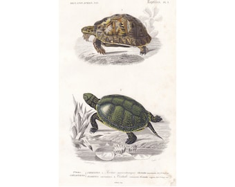 Tortoise & Turtle Antique Print Original 1849 Print French d’Histoire Naturelle Hand Coloured Engraving ORB2