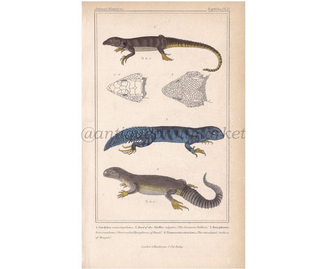 Curious Original Stellion Doryphorus Lizard Reptiles Print 1834 George ...